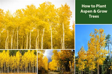 aspren sprout|How To Plant Aspen Trees (Growing & Reproduction。